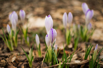 Blooming blue crocus. Spring flower.The first breath of spring.