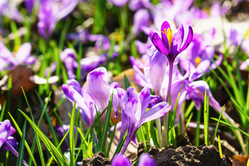Beautiful colorful magic blooming first spring flowers purple crocus in wild nature. Horizontal, copy space, selective focus.