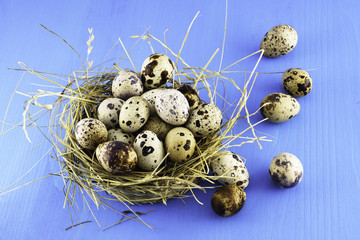 Fresh organic quail eggs in rustic wicker baskets on blue table. Horizontal, close up, selective focus, copy space. top view.