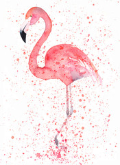 Watercolor flamingo with splash. Painting image