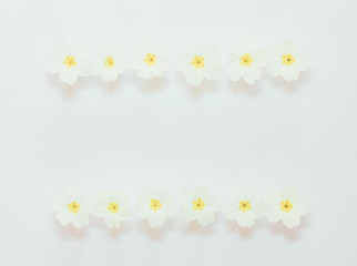 Floral frame from flowers of the primrose on a white background with space for text