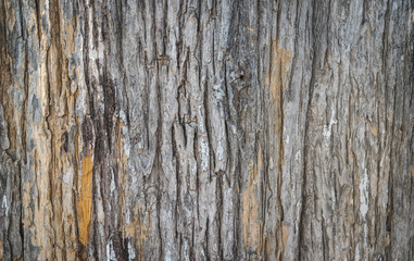 Wood texture for background copy space.