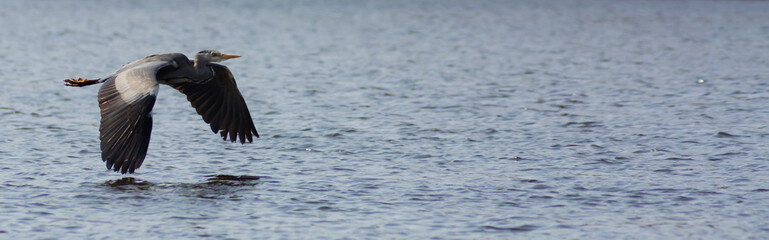 Heron skimming the water
