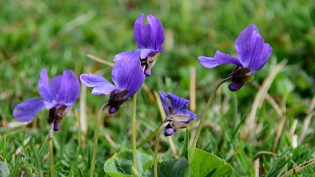 Veilchenbl&uuml;ten zittern im Wind (Nahaufnahme)