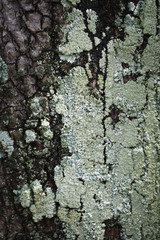 Wood texture for background copy space.