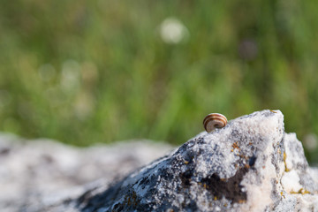 small snail on a rock