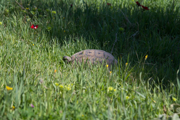 turtle in grass