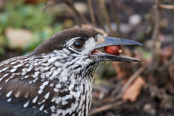 Eurasian nutcracker (Nucifraga caryocatactes)