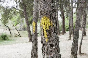 Arrow road of Santiago tree