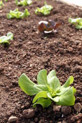 Close up of a green lettuce cultivation in a sustainable greenhouse in countryside