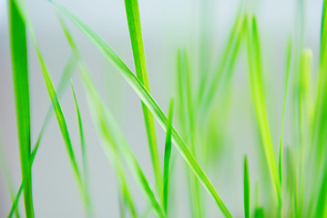 Abstract blur background with green fresh grass