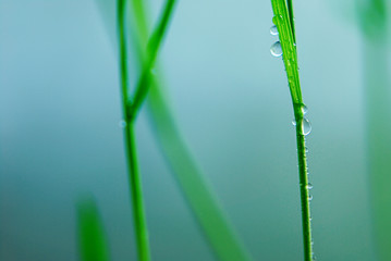 Abstract blur background with green fresh grass