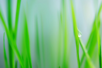 Abstract blur background with green fresh grass