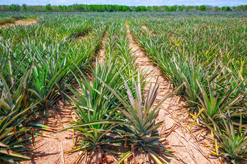 Pineapple field