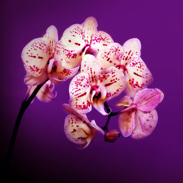 Beautiful flowers pink orchids