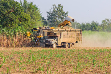 Fototapeta premium sugarcane harvester and ten-wheel tractor 