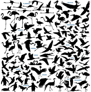 Water Birds vector silhouettes collection