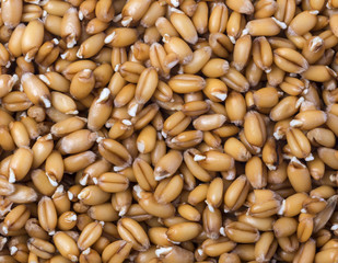Wheat germs background