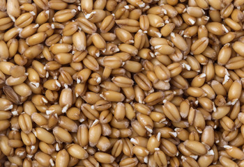  wheat germ background