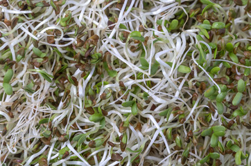 f fresh alfalfa shoots