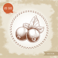 Hand drawn sketch style illustration of black currant with currant leaf. Healthy berry vintage vector illustration.