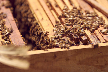 bee © Krzysztof