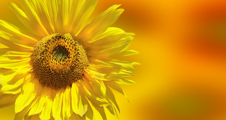 Obraz premium Fantastic yellow sunflower