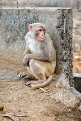 Monkeys in Indian Town