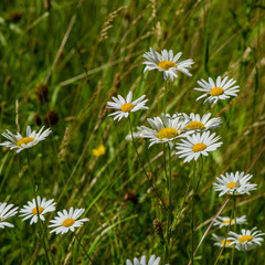 Chamomile flowers field