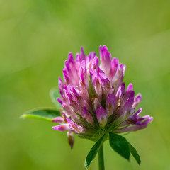 Flower clover meadow