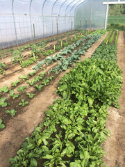 Organic Vegetables Growing in Greenhouse on Small Farm