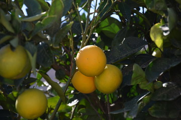 lemons in a tree