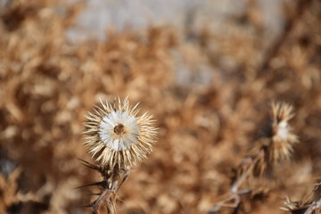 Fototapeta premium thistle