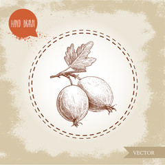 Hand drawn sketch style illustration of gooseberries with leaf. Healthy berry vintage vector illustration.