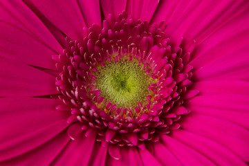 pink flower gerbera is a delicate natural fragrant beautiful