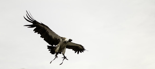 Eagle falconry exhibition