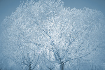 Winter trees covered with a thick layer of frost
