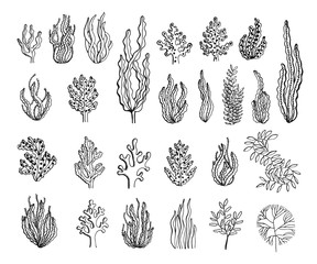 Seaweed sketch set vector © Yahor Shylau 