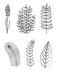 Plants sketch set vector