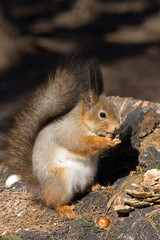 squirrel on a tree
