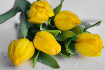 Obraz premium Yellow tulips lying on a white background covered with dew