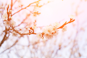 blossoming tree with beautiful white flowers