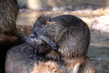 Water dwelling nutrias