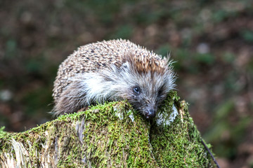 Hedgehog sitting on a stump in spring mossy. Hedgehog with dry leaves on the needle sitting on a stump overgrown with green moss