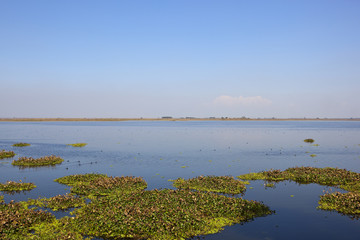 harike wetlands india