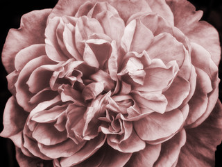 a faded pink large rose