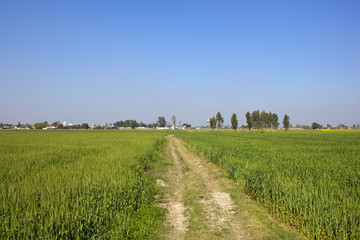 punjabi farmland