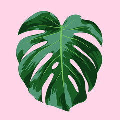 Monstera Tropical Leaf Illustration