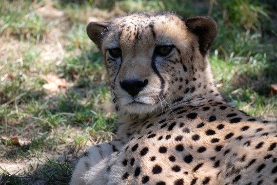Cheetah; Acinonyx jubatus