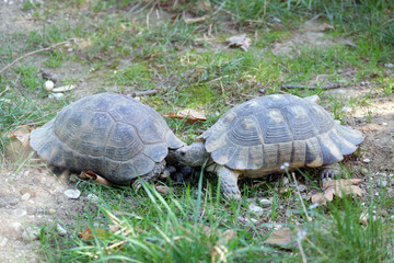The two turtles looked at each other in the park